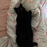 Ditzy joined the competition — help win amazing prizes! black_cat, cat, pet, animal, blanket, flamingo_print, bed, sleeping, feline, cozy, indoor, fur, resting, cute, whiskers, tail, soft, comfort, domestic, nap