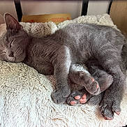 Rocket joined the competition — help win amazing prizes! cat, gray_cat, sleeping, nap, fluffy_blanket, cozy, paws, feline, pet, indoor, resting, cute, soft_texture, fur, relaxing, animal, domestic_cat, closeup, comfort, peaceful