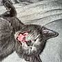 Rocket joined the competition — help win amazing prizes! kitten, gray_cat, cat, sleeping, yawning, tongue, teeth, pet, feline, cute, whiskers, ears, soft_blanket, texture, closeup, animal, domestic_cat, resting, adorable, fur