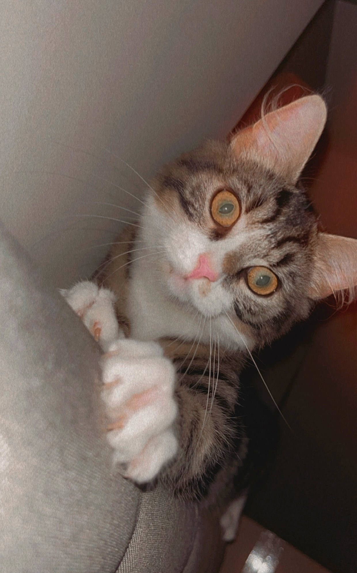 Suzy a rejoint le concours — aidez-le/la à gagner de superbes lots ! carnivore, cat, claw, domestic_short_haired_cat, ear, eye, felidae, fur, paw, small_to_medium_sized_cats, snout, tail, whiskers