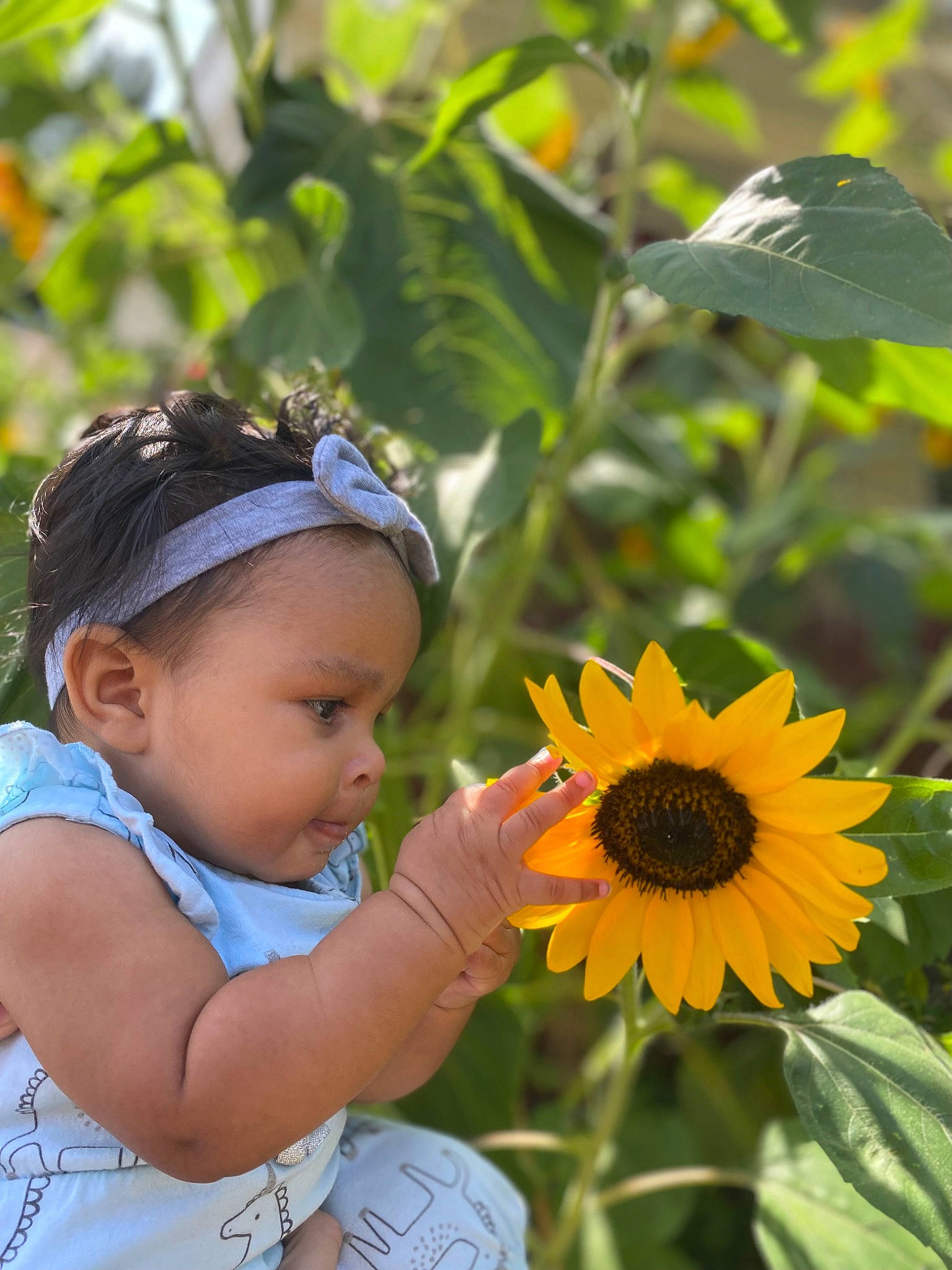 Jocelyn is registered to the contest to win money with this photo: annual_plant, baby_toddler_clothing, botany, clothing, eye, flower, flowering_plant, grass, hand, happy, iris, leaf, people_in_nature, person, petal, plant, smile, sunflower, sunglasses, toddler