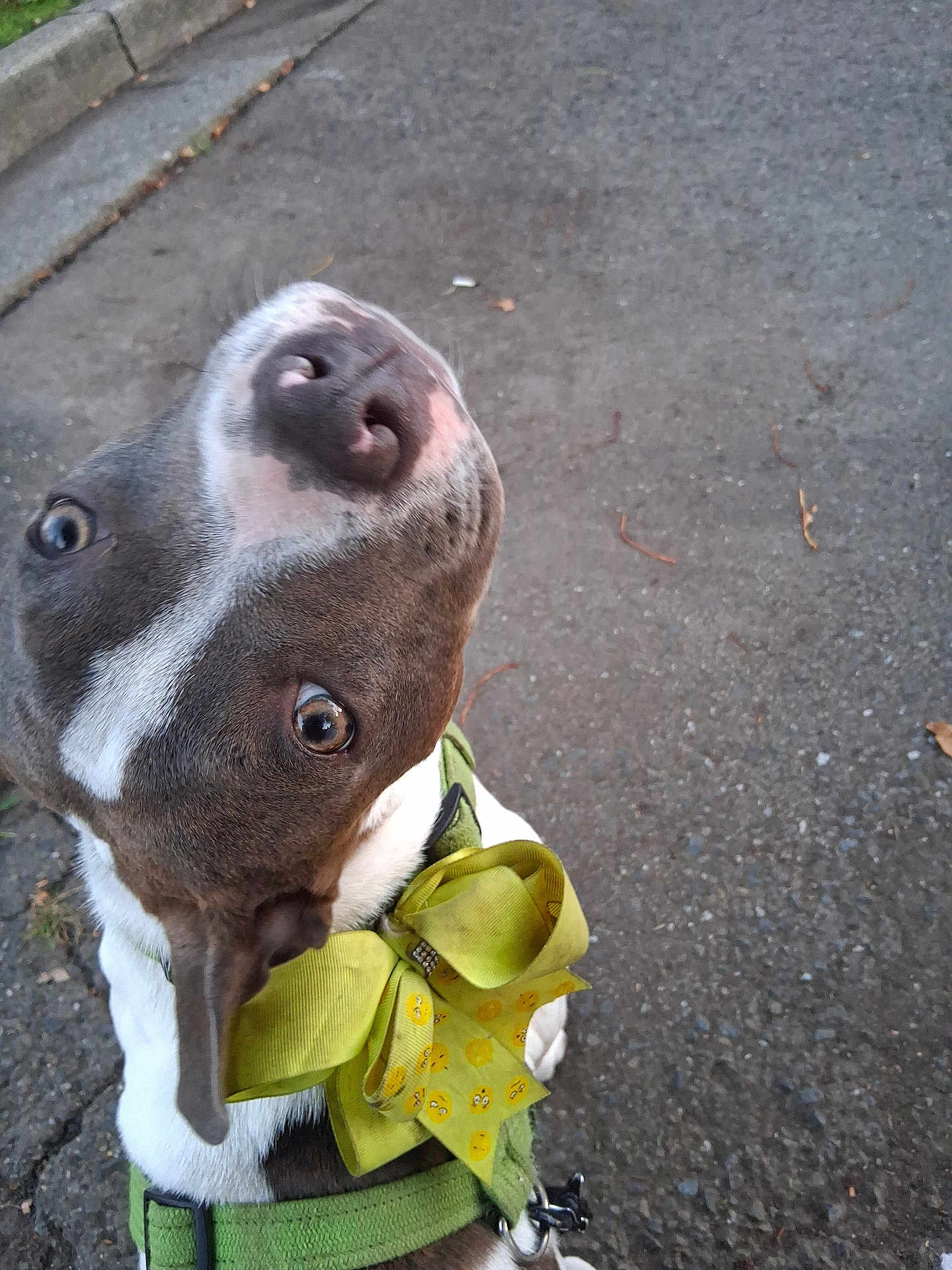 Stella Boo joined the competition — help win amazing prizes! dog, pet, outdoor, pavement, green_harness, yellow_bow, curious, close_up, brown_and_white, canine, sidewalk, animal, nose, eyes, playful, funny_pose, daylight, leash, domestic_animal, portrait