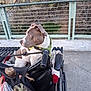Stella Boo joined the competition — help win amazing prizes! dog, wheelchair, outdoor, side_view, railing, trees, concrete, leaves, pavement, pet, curious, brown_and_white, harness, resting, daylight, nature, urban, animal, companion, calm