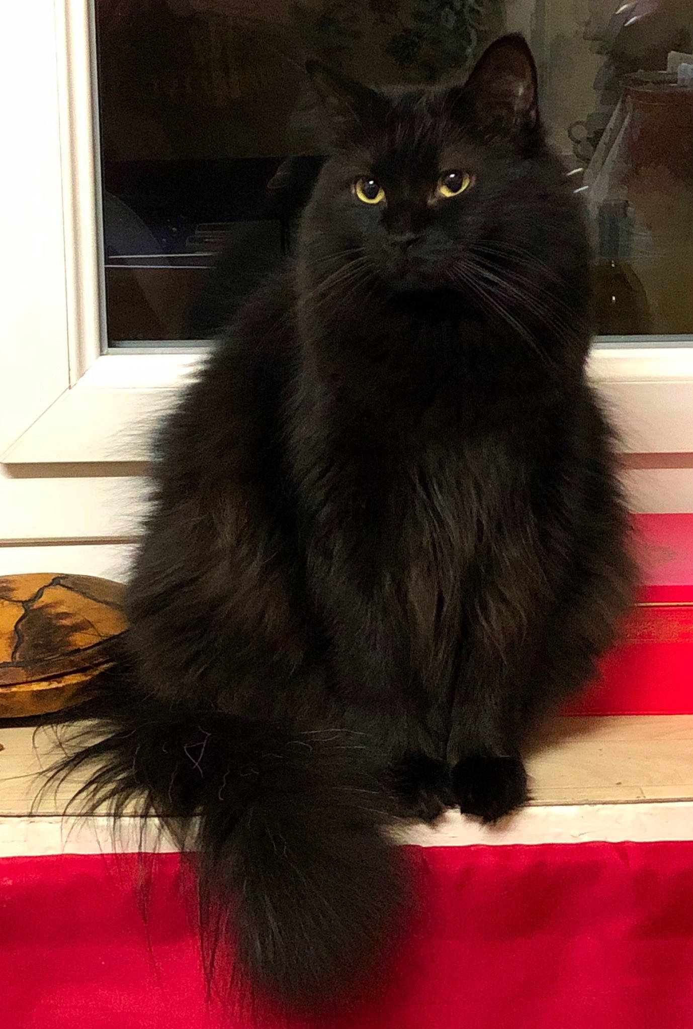 Lemon participe au concours pour gagner de l'argent avec cette photo : asian, asian_semi_longhair, black, black_cat, british_longhair, british_semi_longhair, carnivore, cat, cymric, domestic_long_haired_cat, eye, felidae, fur, mammal, norwegian_forest_cat, persian, small_to_medium_sized_cats, snout, vertebrate, whiskers