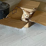 Alto a rejoint le concours — aidez-le/la à gagner de superbes lots ! cat, orange_tabby, cardboard_box, floor, wooden_floor, indoor, pet, animal, curious, paws, container, rustic, home, domestic, feline, box, playful, cute, cat_face, sitting
