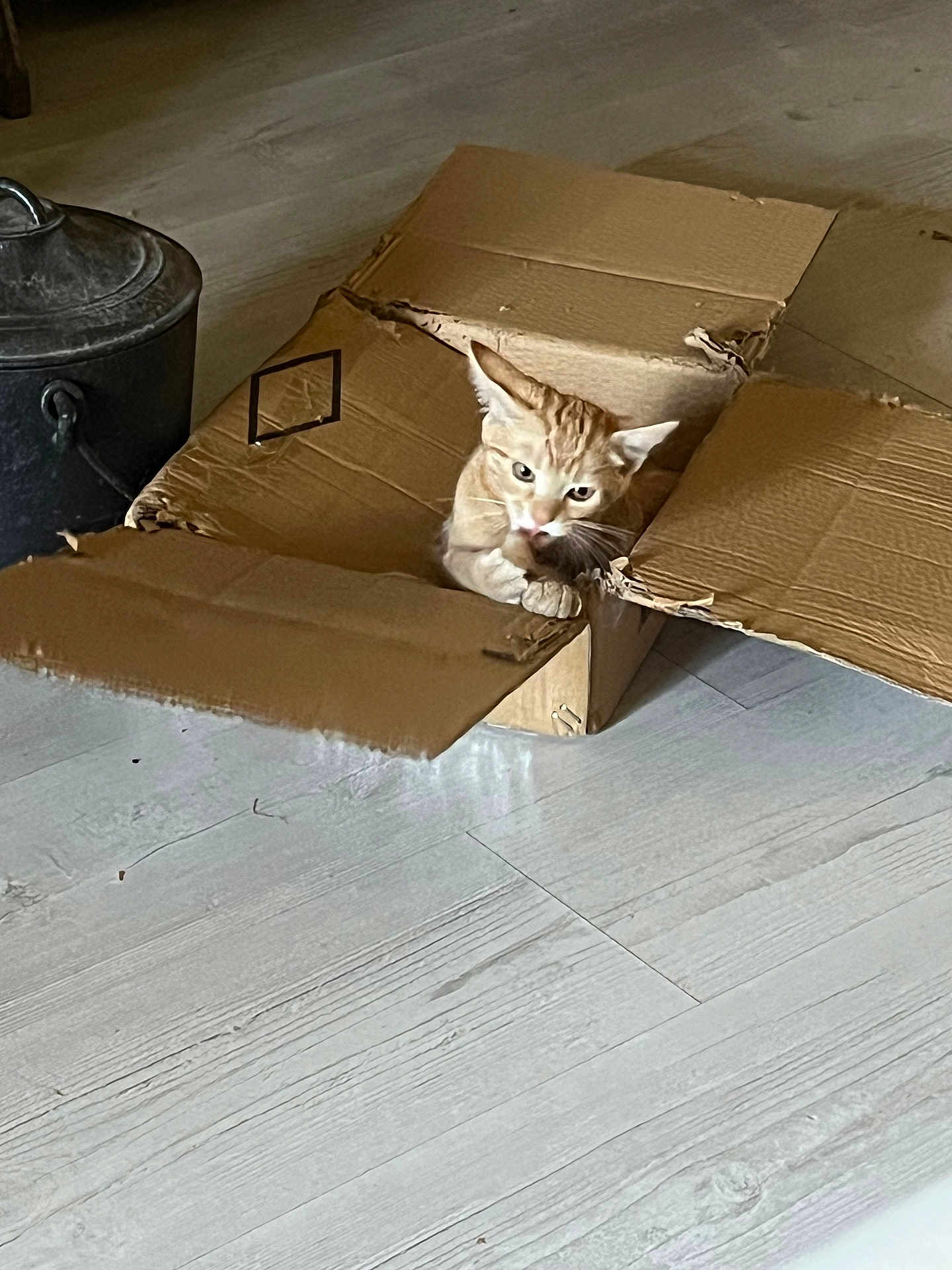 Alto a rejoint le concours — aidez-le/la à gagner de superbes lots ! cat, orange_tabby, cardboard_box, floor, wooden_floor, indoor, pet, animal, curious, paws, container, rustic, home, domestic, feline, box, playful, cute, cat_face, sitting