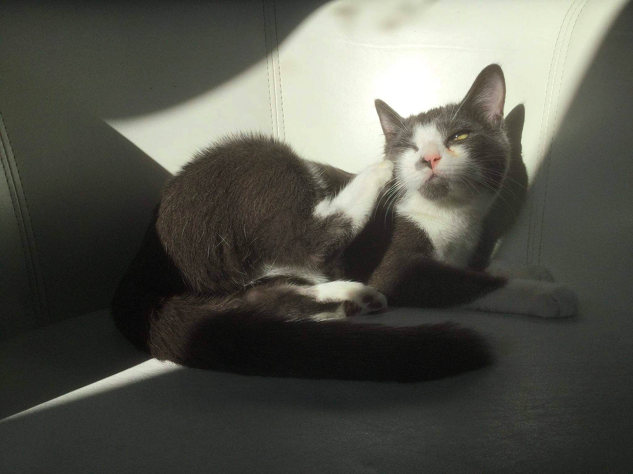 Éris a rejoint le concours — aidez-le/la à gagner de superbes lots ! black_and_white, carnivore, cat, comfort, domestic_short_haired_cat, ear, european_shorthair, eye, felidae, fur, kitten, leg, paw, polydactyl_cat, small_to_medium_sized_cats, tail, whiskers