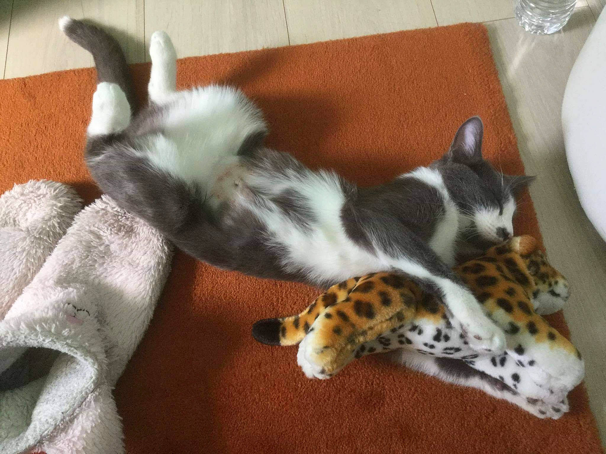 Éris a rejoint le concours — aidez-le/la à gagner de superbes lots ! canidae, carnivore, cat, domestic_rabbit, ear, fawn, felidae, kitten, nap, rabbit, rabbits_and_hares, small_to_medium_sized_cats, tail, whiskers