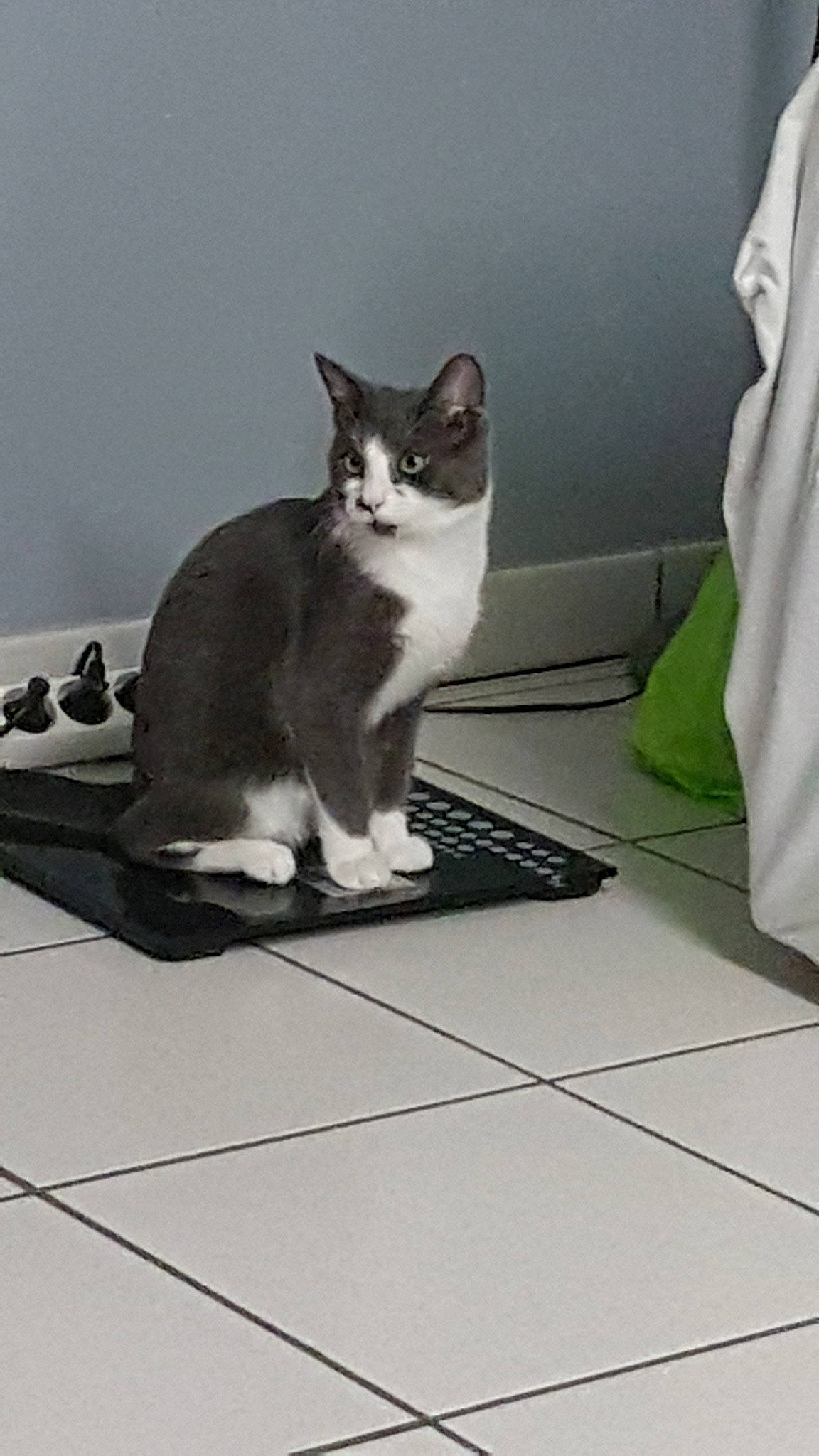 Éris a rejoint le concours — aidez-le/la à gagner de superbes lots ! aegean_cat, american_wirehair, black_and_white, carnivore, cat, domestic_short_haired_cat, european_shorthair, felidae, floor, flooring, kitten, paw, polydactyl_cat, small_to_medium_sized_cats, snowshoe, tail, whiskers