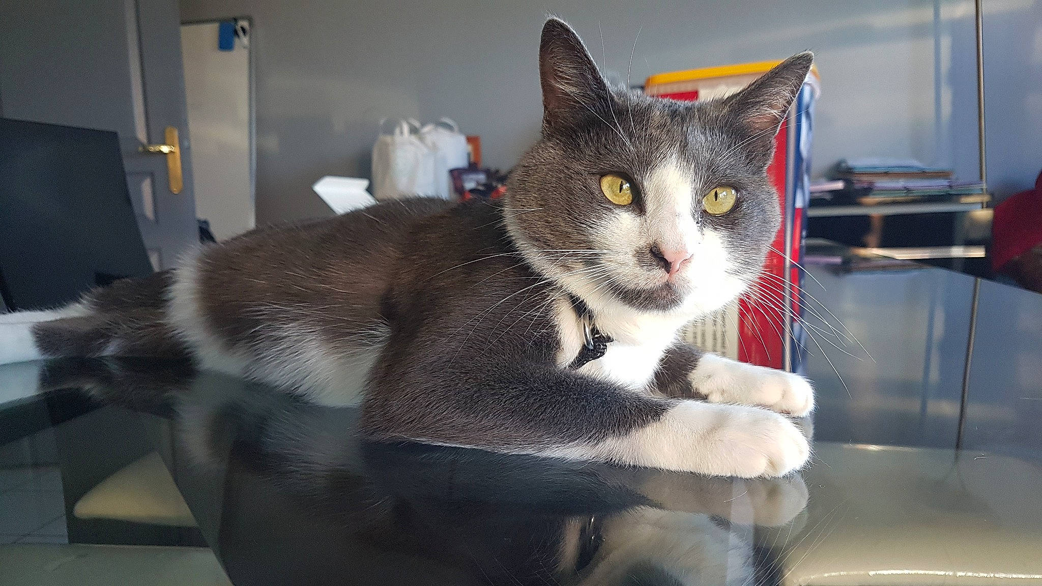 Éris a rejoint le concours — aidez-le/la à gagner de superbes lots ! aegean_cat, american_wirehair, animal_shelter, asian, carnivore, cat, domestic_short_haired_cat, european_shorthair, felidae, fur, kitten, mammal, polydactyl_cat, small_to_medium_sized_cats, snout, tabby_cat, whiskers
