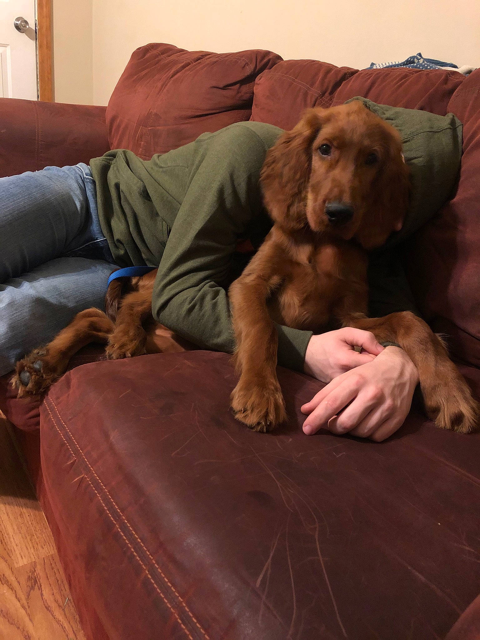 Ike is registered to the contest to win money with this photo: brown, canidae, caramel_color, carnivore, companion_dog, dog, dog_breed, field_spaniel, irish_setter, liver, mammal, setter, spaniel, sporting_group, vertebrate, vizsla