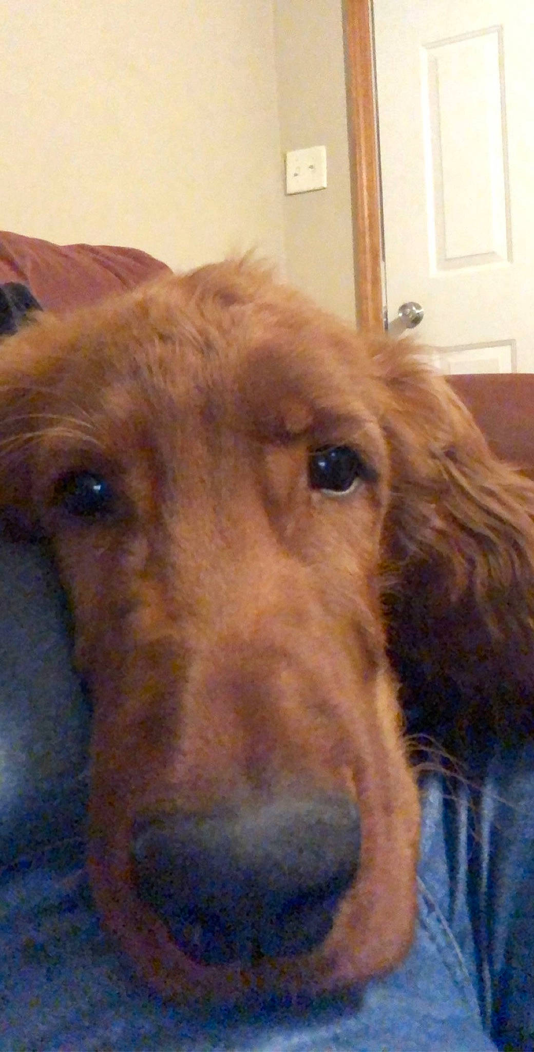 Ike is registered to the contest to win money with this photo: canidae, carnivore, companion_dog, dog, dog_breed, english_cocker_spaniel, fawn, golden_retriever, irish_setter, liver, mammal, nose, nova_scotia_duck_tolling_retriever, retriever, setter, snout, spaniel, sporting_group, vertebrate