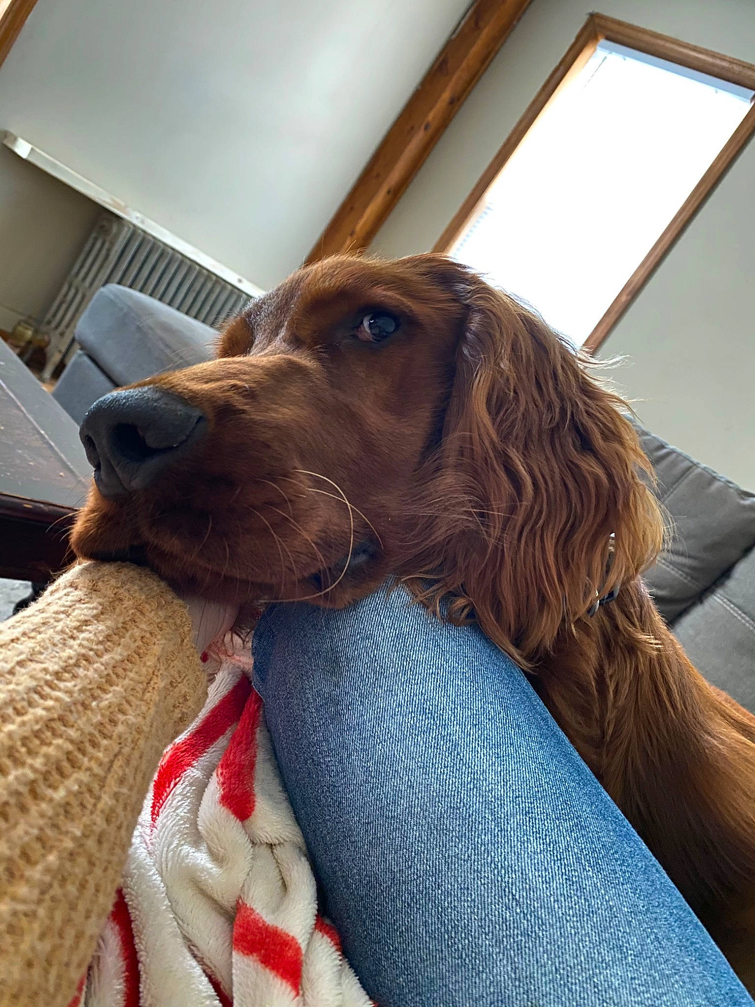Ike is registered to the contest to win money with this photo: boykin_spaniel, canidae, carnivore, companion_dog, dog, dog_breed, field_spaniel, german_longhaired_pointer, irish_setter, liver, mammal, pointing_breed, retriever, setter, snout, spaniel, sporting_group, vertebrate