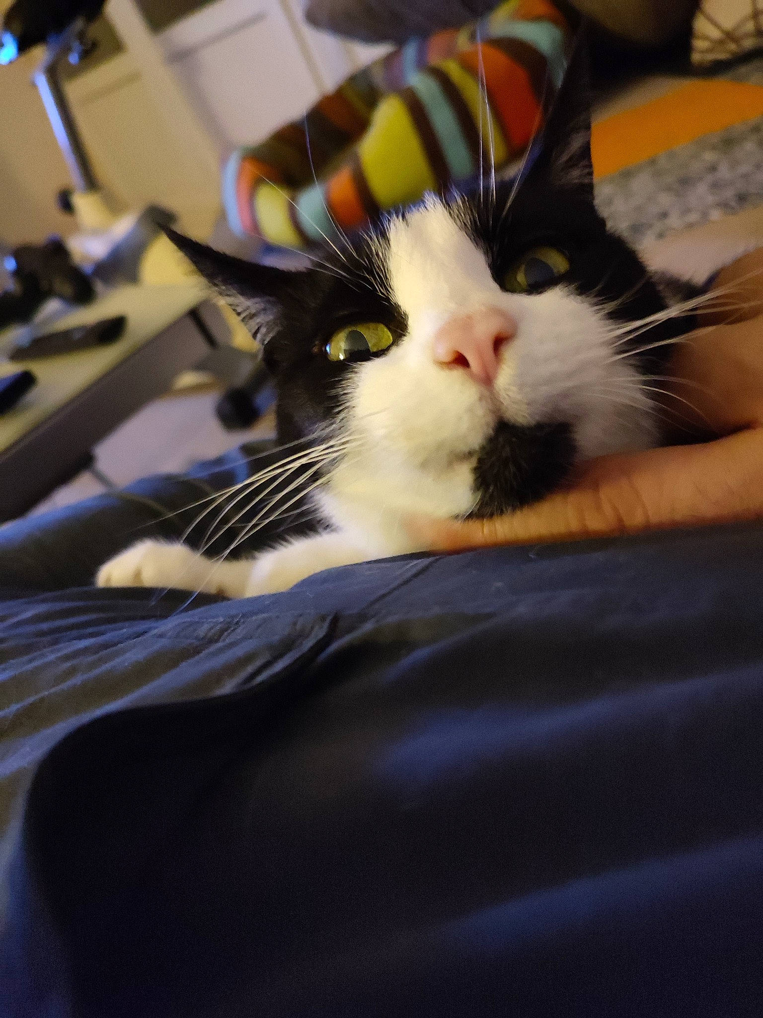 Pepito a rejoint le concours — aidez-le/la à gagner de superbes lots ! carnivore, cat, claw, comfort, domestic_short_haired_cat, felidae, fur, nail, nap, room, small_to_medium_sized_cats, snout, whiskers