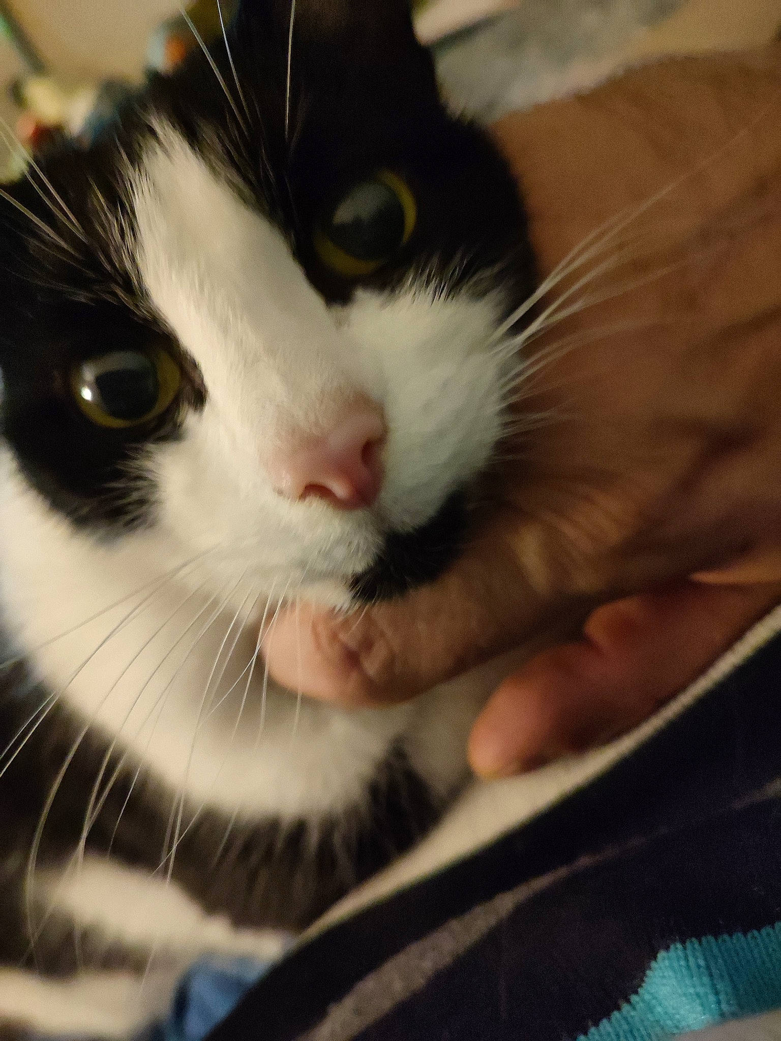 Pepito participe au concours pour gagner de l'argent avec cette photo : carnivore, cat, close_up, comfort, domestic_short_haired_cat, eyelash, felidae, fur, iris, nose, paw, small_to_medium_sized_cats, snout, whiskers