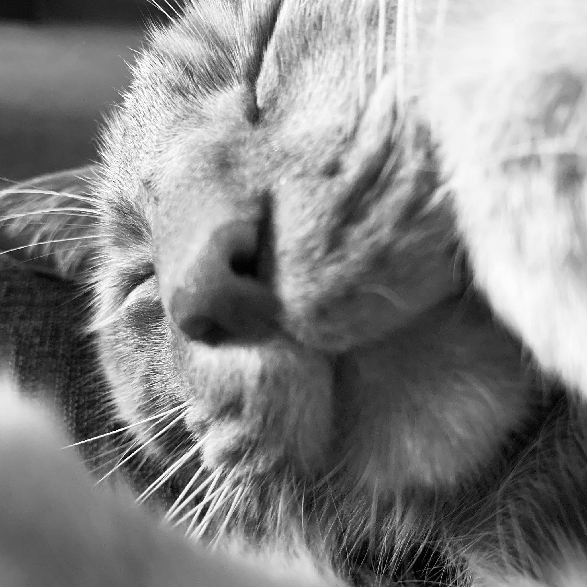 Garff a rejoint le concours — aidez-le/la à gagner de superbes lots ! black_and_white, carnivore, cat, close_up, domestic_short_haired_cat, ear, fawn, felidae, fur, grey, mammal, monochrome, monochrome_photography, organism, small_to_medium_sized_cats, snout, style, terrestrial_animal, vertebrate, whiskers