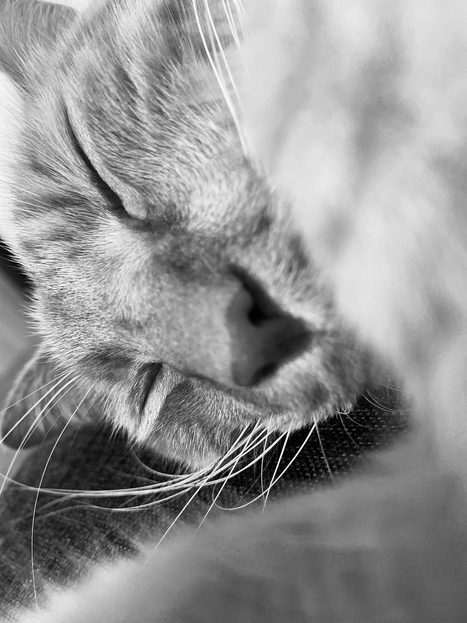 Garff participe au concours pour gagner de l'argent avec cette photo : black_and_white, carnivore, cat, claw, comfort, domestic_short_haired_cat, ear, felidae, fur, grey, macro_photography, monochrome, monochrome_photography, paw, small_to_medium_sized_cats, snout, tail, terrestrial_animal, whiskers, wildlife