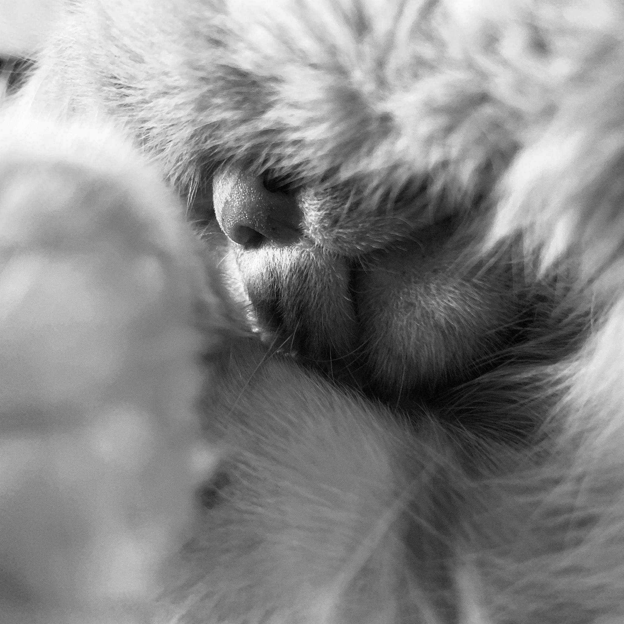 Garff a rejoint le concours — aidez-le/la à gagner de superbes lots ! canidae, carnivore, claw, companion_dog, dog_breed, eye, felidae, fur, grey, monochrome, monochrome_photography, paw, primate, small_to_medium_sized_cats, snout, sporting_group, tail, terrestrial_animal, whiskers, wildlife