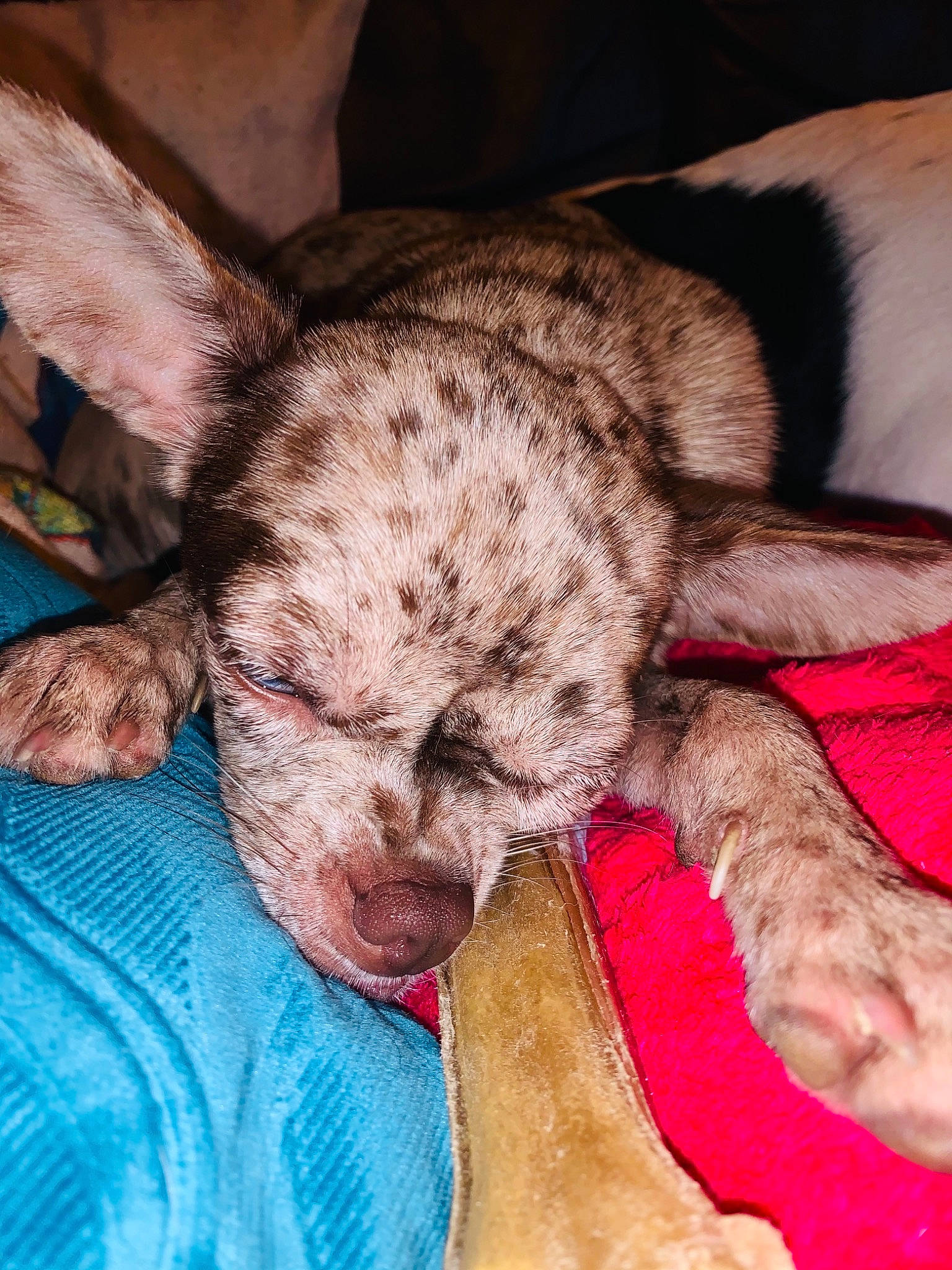 Rustine participe au concours pour gagner de l'argent avec cette photo : canidae, carnivore, cat, comfort, companion_dog, dog_breed, ear, eye, fawn, felidae, fur, gesture, head, human_leg, mammal, small_to_medium_sized_cats, snout, terrestrial_animal, whiskers, wrinkle