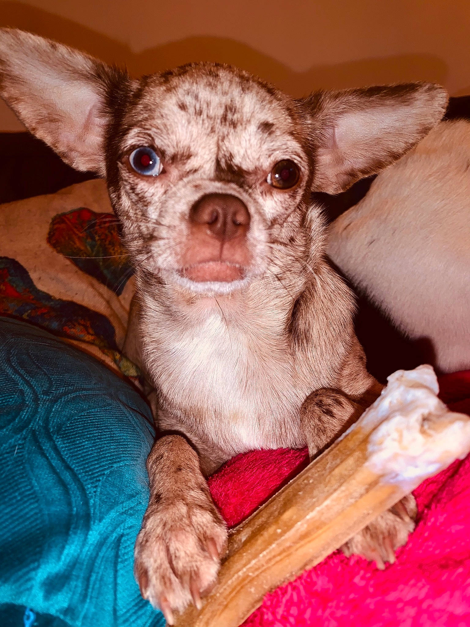 Rustine participe au concours pour gagner de l'argent avec cette photo : canidae, carnivore, chihuahua, comfort, companion_dog, dog, dog_breed, ear, fawn, fur, head, iris, linens, pink, primate, snout, terrestrial_animal, toy_dog, whiskers, working_animal