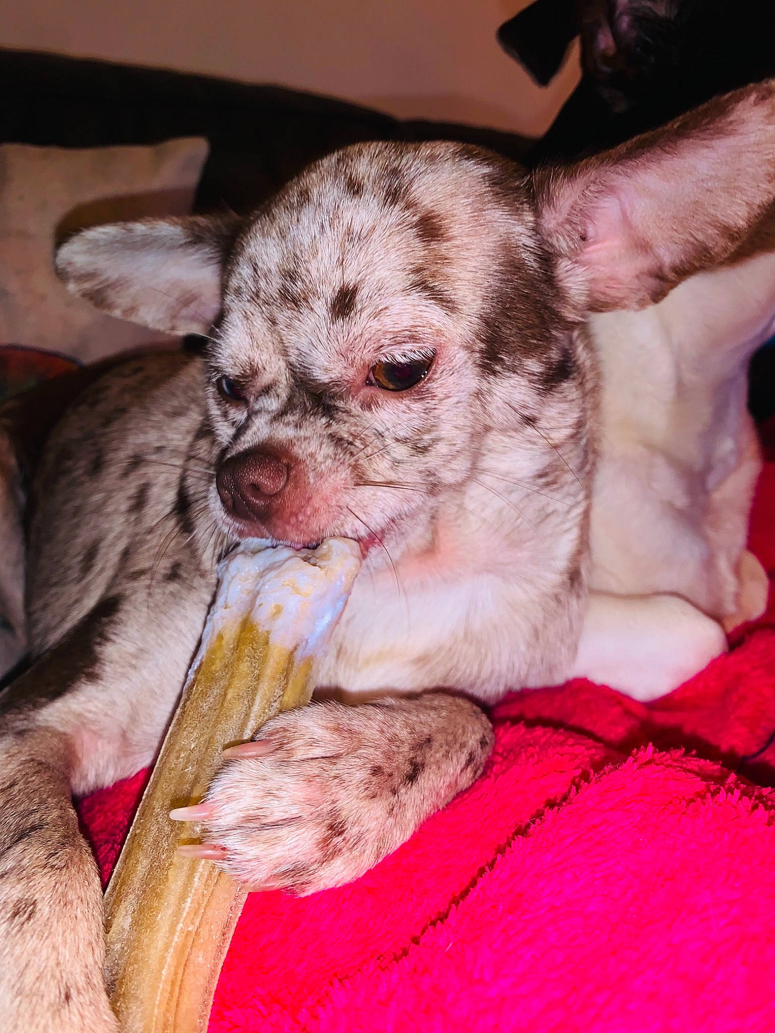 Rustine a rejoint le concours — aidez-le/la à gagner de superbes lots ! canidae, carnivore, comfort, companion_dog, couch, dog, dog_breed, ear, fawn, felidae, foot, fur, liver, paw, pink, snout, sporting_group, terrestrial_animal, toy_dog, whiskers