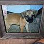 Marley joined the competition — help win amazing prizes! animal, black_face, brown, carpet, closeup, cute, decorative, dog, floor, indoor, nostalgic, pet, photo_frame, portrait, puppy, reflection, standing, tan, wood_frame, young