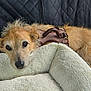 Marley joined the competition — help win amazing prizes! animal, blanket, brown_fur, canine, car_interior, cozy, cute, dog, ears, fluffy, fur, harness, indoor, looking_at_camera, pet, quilted_seat, relaxed, resting, seat_cover, transportation