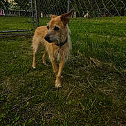 Marley is registered to the contest to win money with this photo: animal, backyard, canine, chain_link_fence, collar, curious, dog, domestic, evening, fur, grass, greenery, house, nature, outdoor, pet, side_view, standing, tree, yard