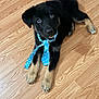 puppy, dog, black_and_tan, tie, blue_tie, floor, wooden_floor, pet, cute, young_dog, indoor, animal, canine, adorable, looking_up, collar, playful, pet_smart_tie, fur, paws