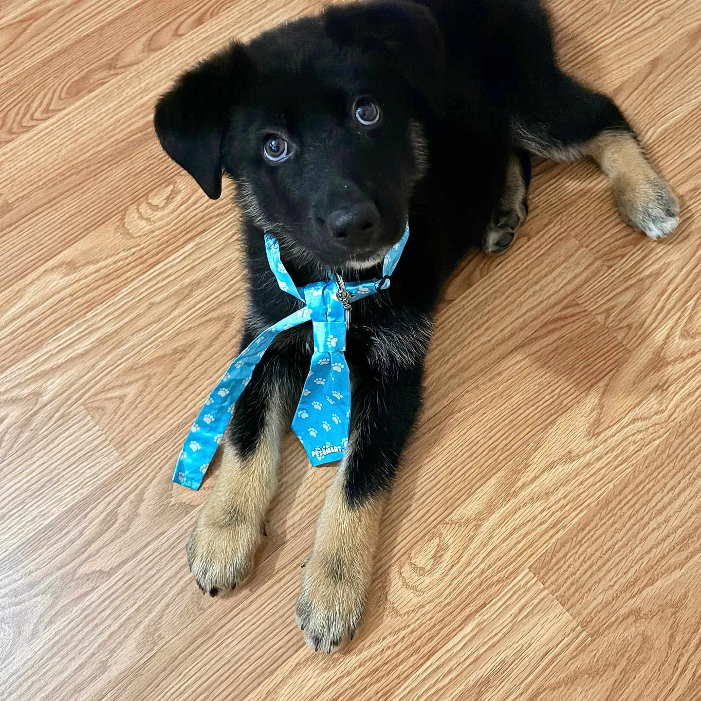Ash joined the competition — help win amazing prizes! adorable, animal, black_and_tan, blue_tie, canine, collar, cute, dog, floor, fur, indoor, looking_up, paws, pet, pet_smart_tie, playful, puppy, tie, wooden_floor, young_dog