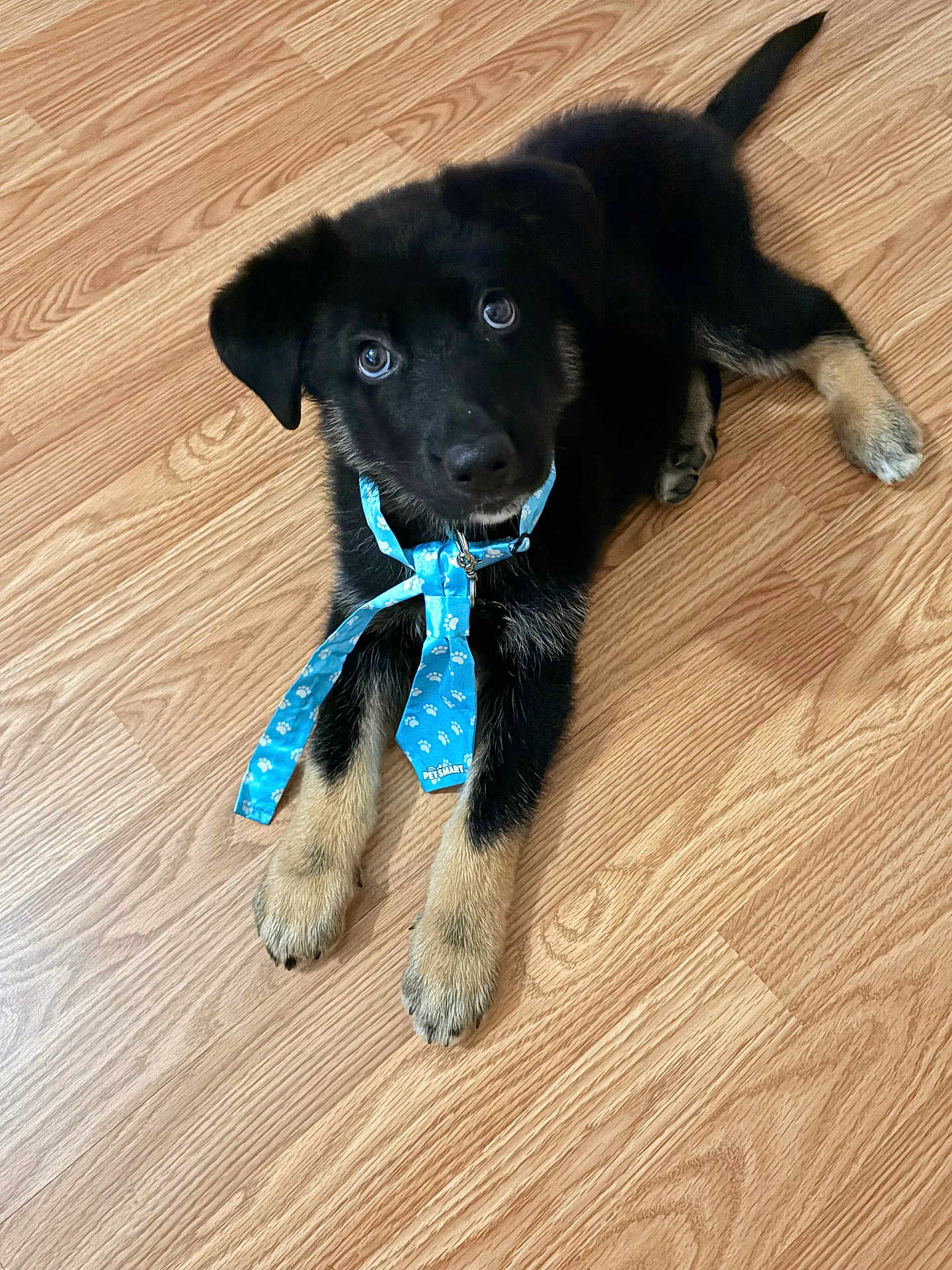 Ash joined the competition — help win amazing prizes! puppy, dog, black_and_tan, tie, blue_tie, floor, wooden_floor, pet, cute, young_dog, indoor, animal, canine, adorable, looking_up, collar, playful, pet_smart_tie, fur, paws