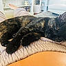 Charlie joined the competition — help win amazing prizes! black_fur, blanket, cat, close_up, couch, cozy, ears, feline, human_feet, indoor, knitted_blanket, living_room, lounging, orange_fur, paws, pet, relaxed, sleeping, tortoiseshell_cat, whiskers