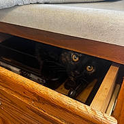 Charlie is registered to the contest to win money with this photo: animal, black_cat, cabinet, cats, curious, dark_fur, drawer, feline, glowing_eyes, golden_eyes, hidden, home, indoors, peeking, pet, photography, portrait, sneaky, whiskers, wooden_furniture