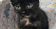Charlie joined the competition — help win amazing prizes! adorable, animal, black_cat, blanket, cat, close_up, colorful, cream_chest, cute, ears, eyes, fur, indoors, kitten, pet, photography, portrait, quilt, sitting, whiskers