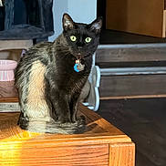 Salem joined the competition — help win amazing prizes! cat, black_cat, green_eyes, collar, name_tag, wood_table, sitting, indoor, sunlight, shadow, cat_tree, bowl, stairs, doorway, whiskers, ears, fur, pet, living_room, portrait