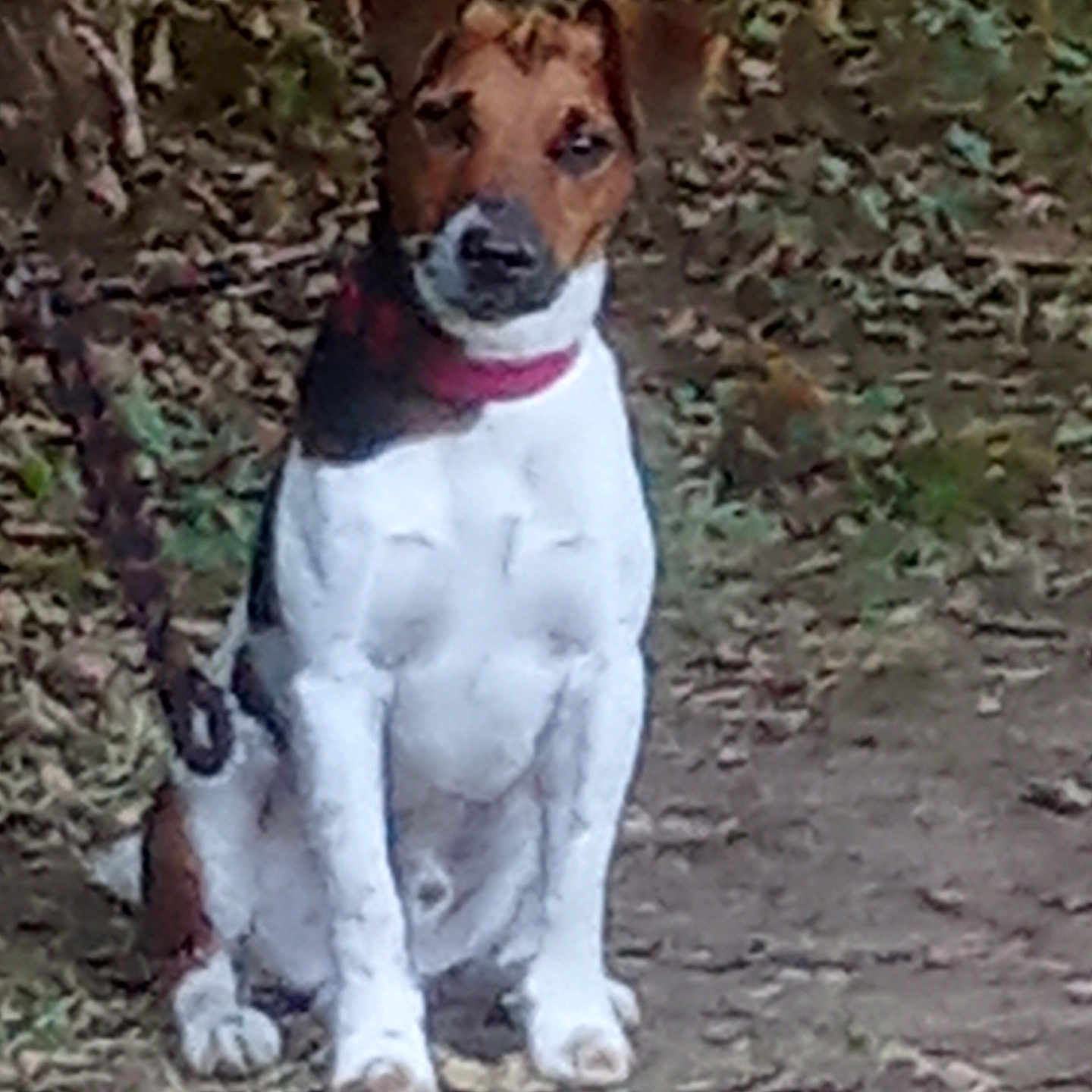 Akira a rejoint le concours — aidez-le/la à gagner de superbes lots ! dog, animal, pet, leash, collar, outdoor, nature, sitting, brown, white, fur, ears, face, path, ground, leaf, tree, canine, alert, cute