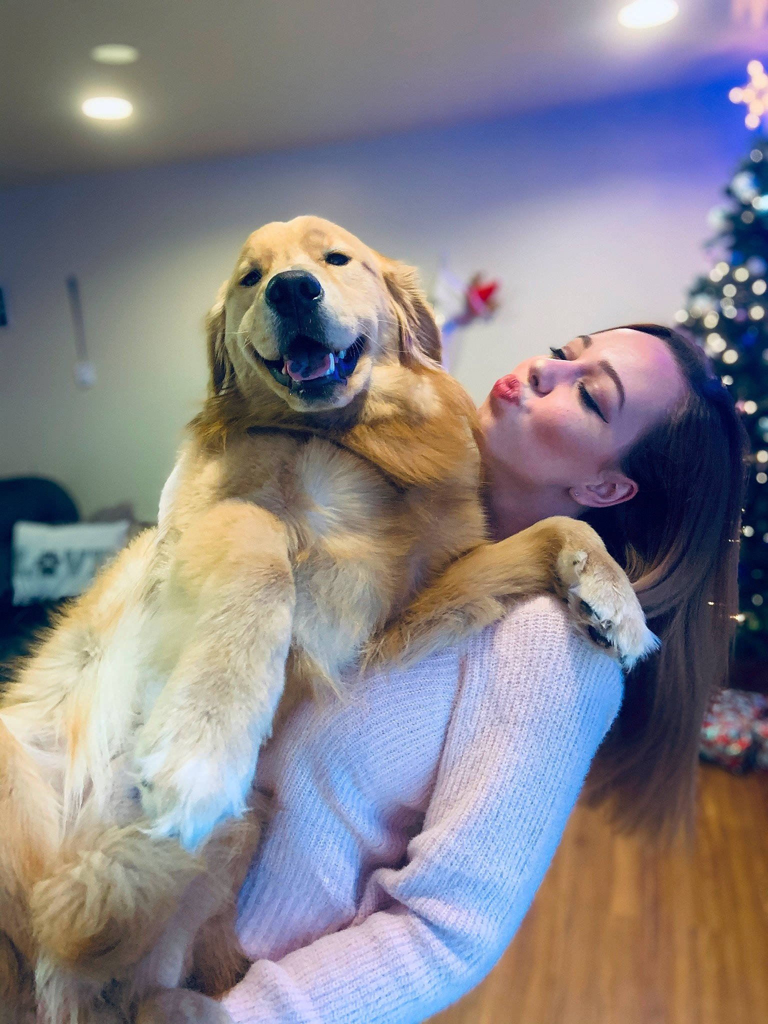 Flamecaster joined the competition — help win amazing prizes! blond, canidae, carnivore, christmas, christmas_decoration, christmas_eve, christmas_lights, christmas_ornament, companion_dog, dog, dog_breed, fawn, fur, holiday, ornament, retriever, snout, sporting_group, sweater, working_animal