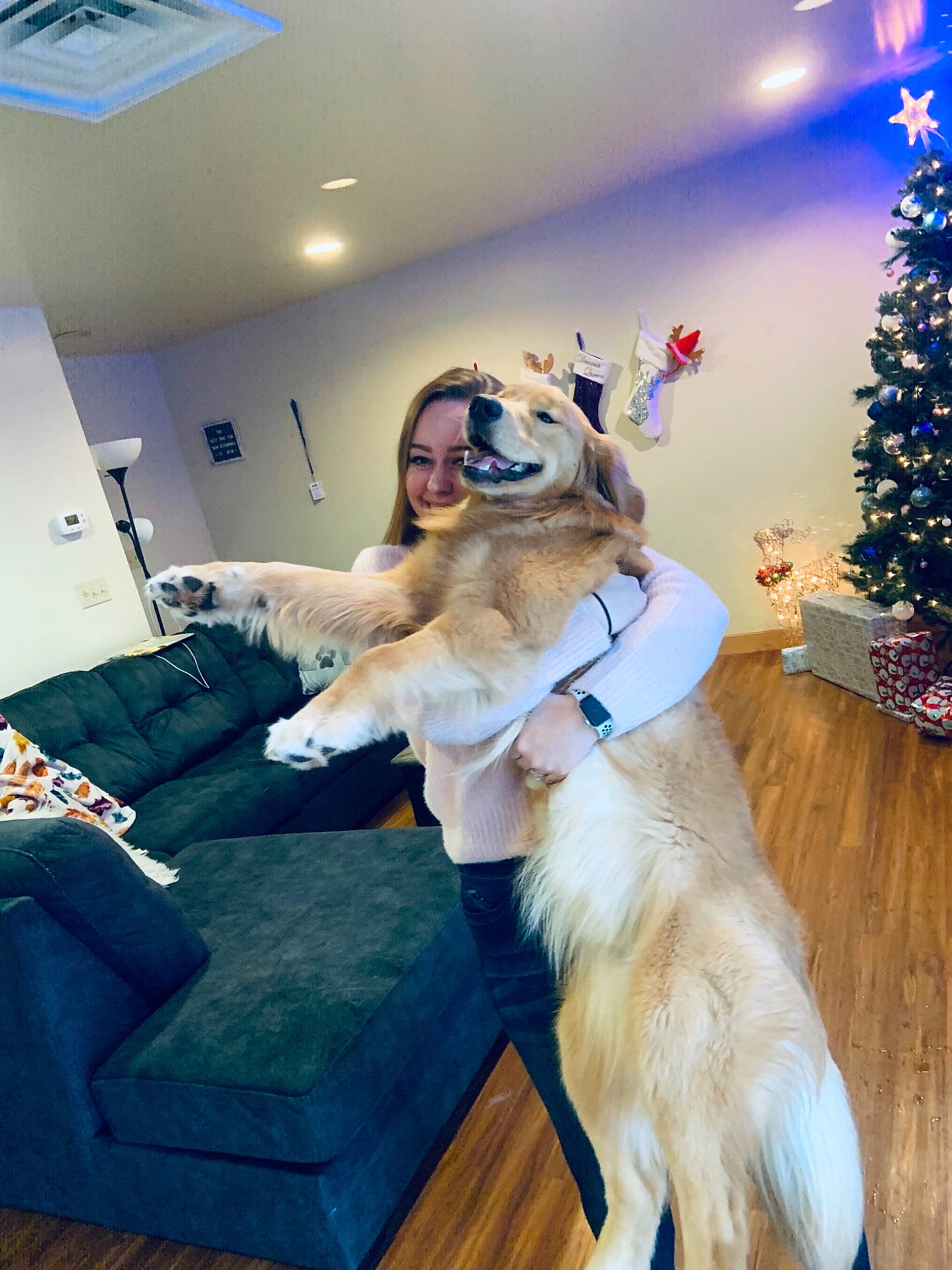 Flamecaster is registered to the contest to win money with this photo: carnivore, christmas_decoration, christmas_eve, christmas_tree, collar, couch, dog, dog_breed, floor, flooring, fur, holiday, home, interior_design, laminate_flooring, lighting, living_room, sporting_group, wood_flooring