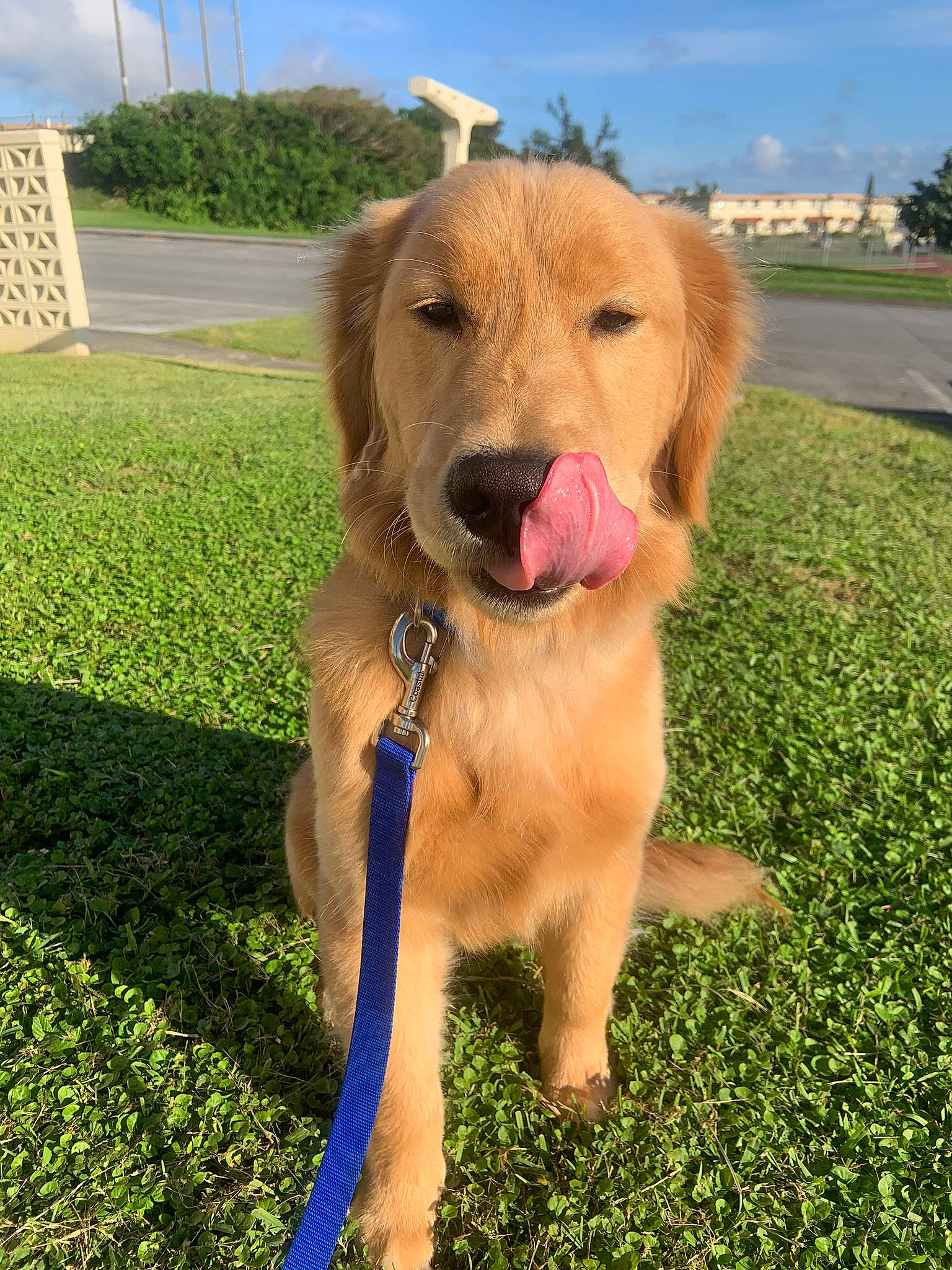 Flamecaster joined the competition — help win amazing prizes! canidae, carnivore, collar, companion_dog, dog, dog_breed, dog_collar, dog_supply, fawn, golden_retriever, gun_dog, leash, mammal, pet_supply, retriever, snout, sporting_group, tongue, working_animal