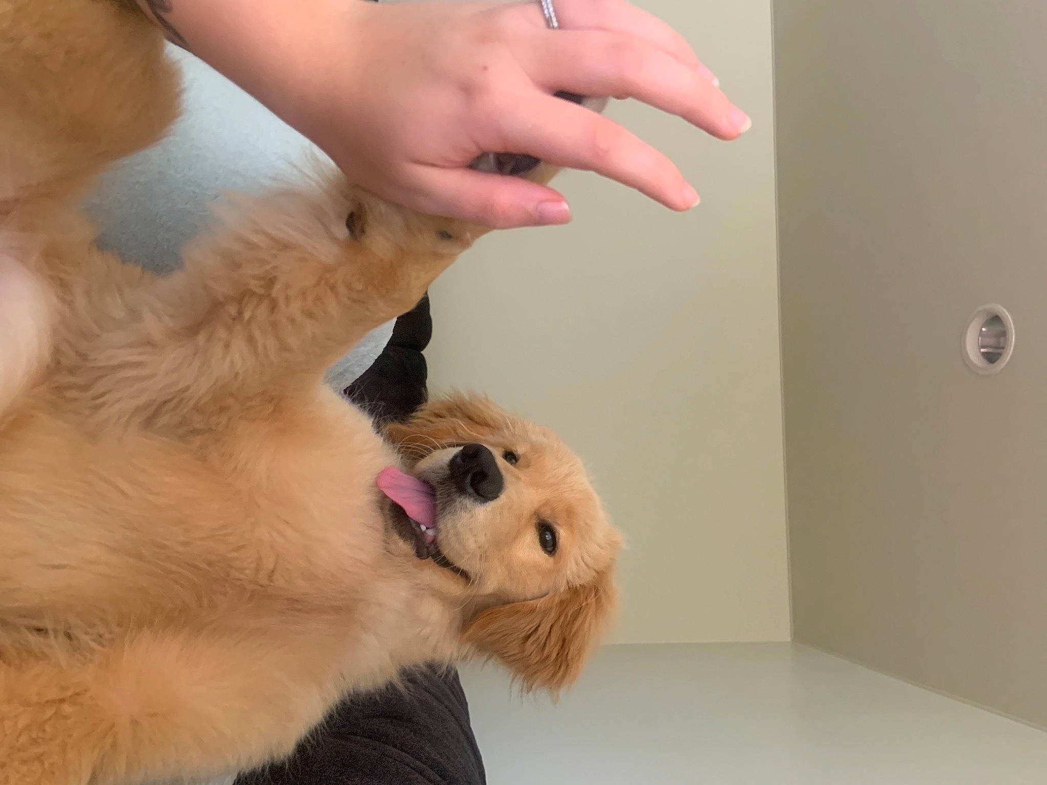 Flamecaster joined the competition — help win amazing prizes! canidae, carnivore, companion_dog, dog, dog_breed, dog_supply, fawn, fur, jewellery, manicure, nail, nail_care, non_sporting_group, pet_supply, puppy, puppy_love, snout, spitz, sporting_group, working_animal