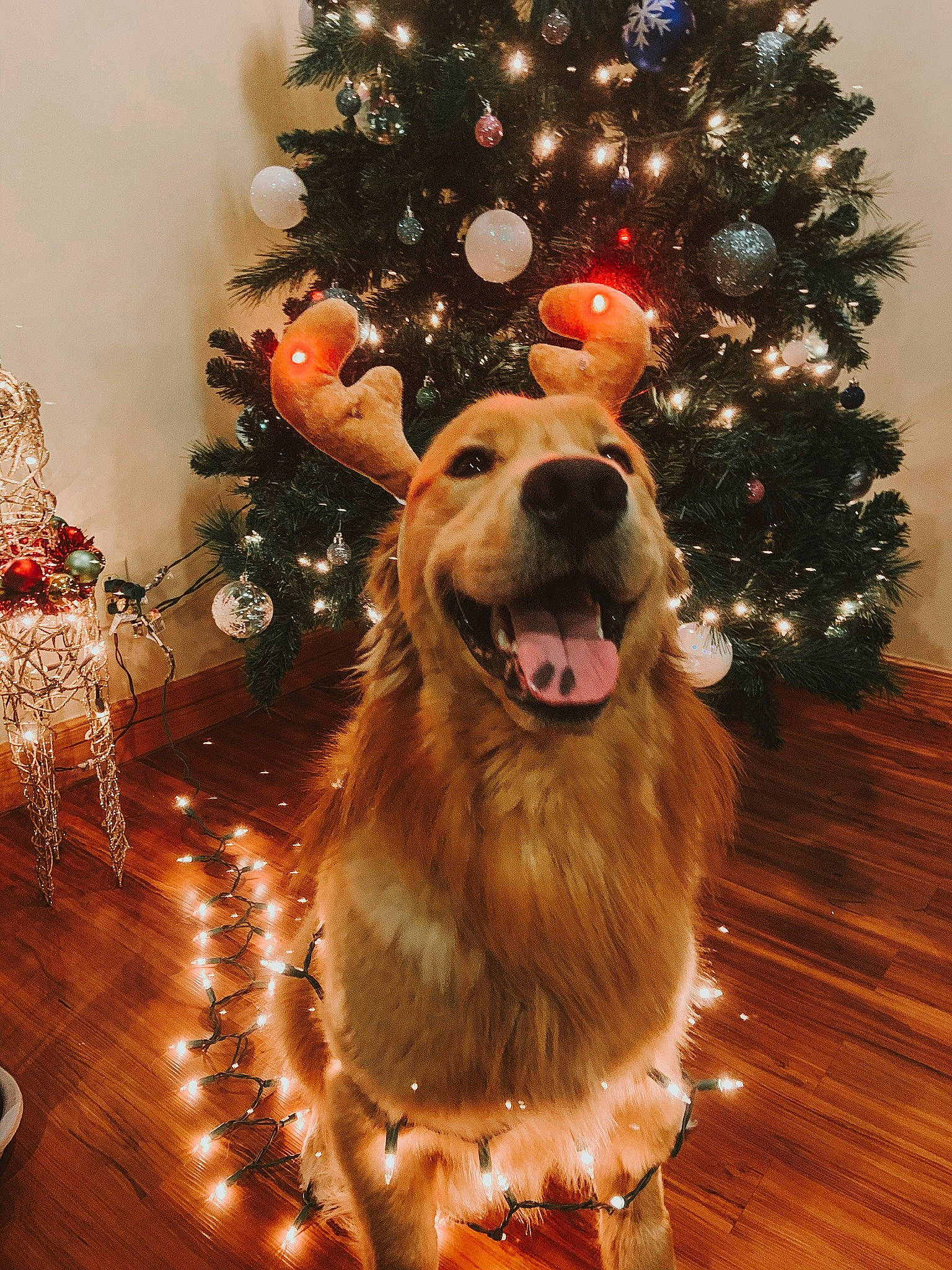 Flamecaster is registered to the contest to win money with this photo: carnivore, christmas, christmas_decoration, christmas_eve, christmas_lights, christmas_ornament, christmas_tree, companion_dog, dog, dog_breed, fur, holiday, holiday_ornament, interior_design, ornament, snout, sporting_group, tongue, winter, wood_flooring