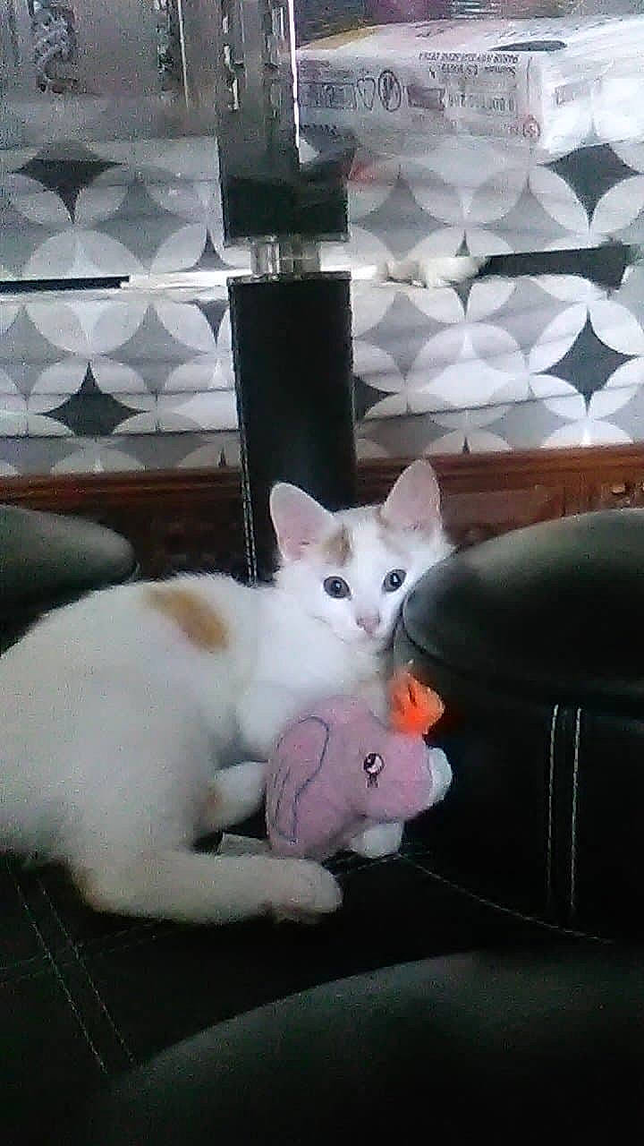 Tresor a rejoint le concours — aidez-le/la à gagner de superbes lots ! aegean_cat, american_wirehair, asian, burmilla, carnivore, cat, colorpoint_shorthair, domestic_short_haired_cat, felidae, khao_manee, kitten, mammal, paw, polydactyl_cat, small_to_medium_sized_cats, tail, turkish_angora, turkish_van, whiskers