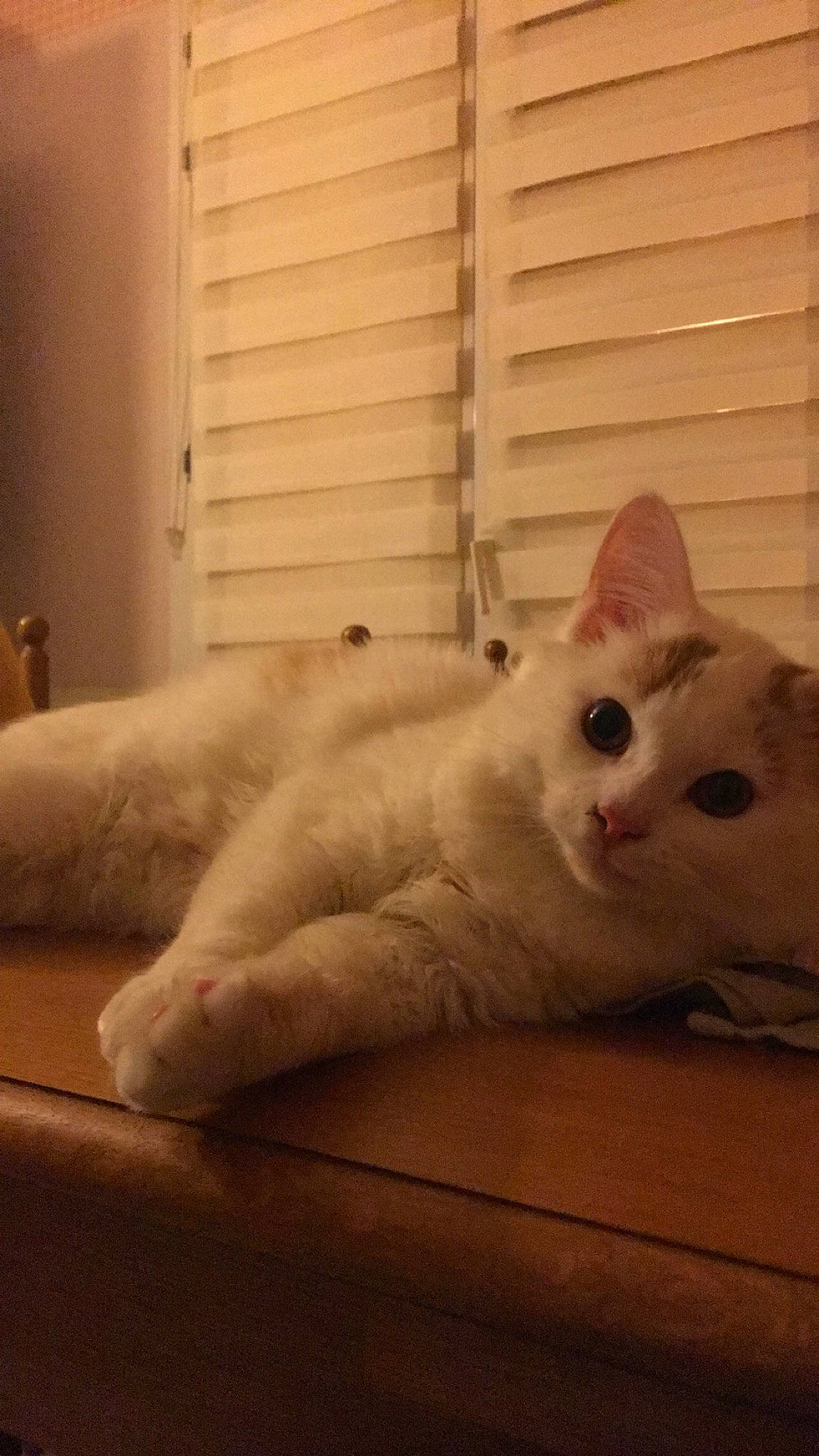 Tresor a rejoint le concours — aidez-le/la à gagner de superbes lots ! aegean_cat, asian, burmilla, carnivore, cat, colorpoint_shorthair, domestic_short_haired_cat, ear, eye, felidae, fur, khao_manee, kitten, nose, paw, small_to_medium_sized_cats, tail, turkish_angora, turkish_van, whiskers