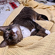 Kitty is registered to the contest to win money with this photo: cat, tabby, blanket, yellow, bed, cozy, whiskers, indoor, pet, feline, relaxed, curious, lying_down, bedspread, knitted, domestic_animal, cute, fur, resting, home