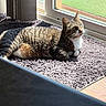 cat, tabby_cat, sunlight, indoor, rug, window, door, curtains, floor, pet, feline, relaxing, domestic_animal, home, shadow, texture, whiskers, green_eyes, sunbeam, cozy