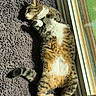 cat, tabby, sunlight, indoor, relaxed, feline, pet, fur, paw, window, glass_door, rug, floor, sleepy, cozy, whiskers, animal, domestic, lying_down, curled_paws