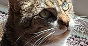 Kitty is registered to the contest to win money with this photo: cat, tabby, whiskers, green_eyes, sunlight, window, mat, indoor, pet, fur, relaxing, animal, closeup, portrait, cozy, daylight, looking_up, resting, domestic_cat, cute