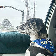 Casper is registered to the contest to win money with this photo: dog, car, window, rain, bandana, pet, animal, side_view, seat, harness, blue, speckled, looking_out, transportation, daytime, fur, domestic_animal, rainy_weather, indoor, travel