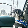 dog, car, window, rain, bandana, pet, animal, side_view, seat, harness, blue, speckled, looking_out, transportation, daytime, fur, domestic_animal, rainy_weather, indoor, travel