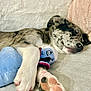Casper joined the competition — help win amazing prizes! puppy, dog, sleeping, plush_toy, couch, blanket, paw, cozy, relaxed, indoor, pet, cute, napping, fur, animal, snuggling, soft, comfort, close_up, resting